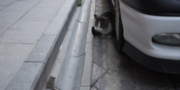 img-3072.jpeg