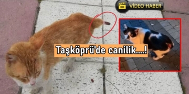 kastamonu-taskopru-kedi-kuyruk-canilik-2.jpg