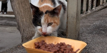 kedi-4.jpeg