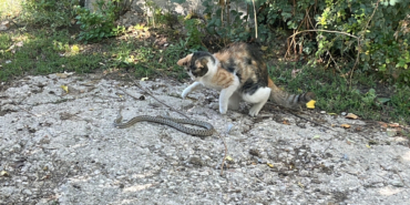 kedi-yilani-pati-darbeleriyle-oldurdu-garip-bir-olaydi-iuwf.jpg