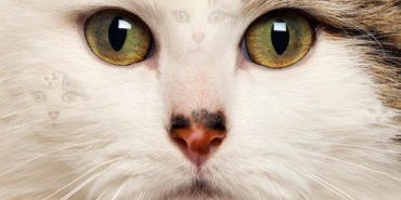 t25_zeka-testi-resimde-7-kedi-180.jpg