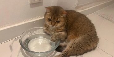 takinti-hastasi-kedi-artasa-antidepresanli-tedavi-1759481461972.jpeg
