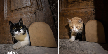 topkapi-sarayinin-kedi-kapisi-serbet-ile-yeniden-hayat-buldu-vwby.jpg