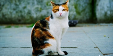 2025-11-24-kedi-1-pexels.jpg