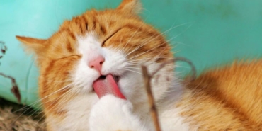 2025-11-28-kedi-3-pexels.jpg