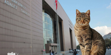 bakirkoy-adliyesinde-kedi-krizi-cozuldu-yxly.jpg