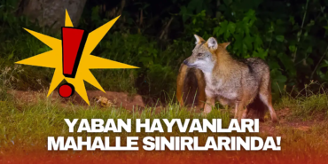 bartin-da-yaban-hayvanlari-mah_1761893354_RFuMhw.png