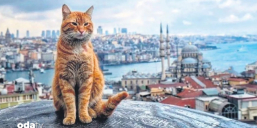 hangi-ulkede-kac-kedi-var-3kkw.jpg