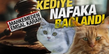 ilginc_karar_bosandigi_esine_kediler_icin_bakim_masrafi_odeyecek_1763372269_012.jpg