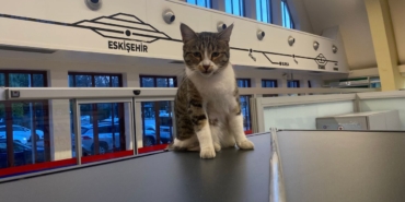 kedi-5.jpg