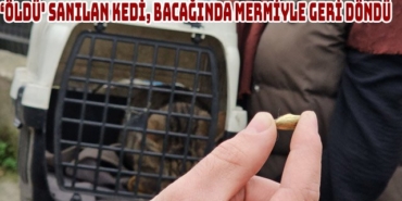 oldu-sanilan-kedi-bacaginda-mermiyle-geri-dondu-9112025114833.jpg