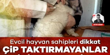 932889-evcil-hayvan-sahipleri-dikkat-cip-taktirmayanlar-icin-son-tarih-694e5330dd99c.jpg.webp.webp