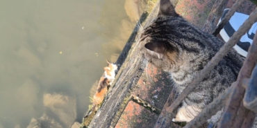 anne-kedi-caya-dusen-yavrusunun-kurtarilmasini-bekledi.jpg