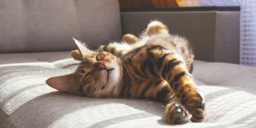 her-kedi-yapiyor-ama-sebebini-cok-az-kisi-biliyor-meger-kediler-bu-yuzden-geriniyormus-1766931482545.webp