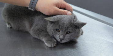 istahsiz-kedisini-veterinere-goturdu-kalcasindan-mermi-cikti-i41k.jpg