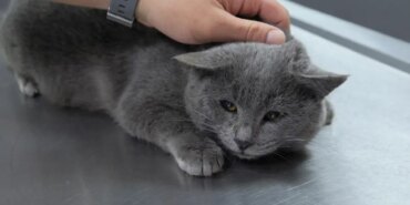 istahsiz-kedisini-veterinere-goturen-cift-19363979_6830_amp.jpg