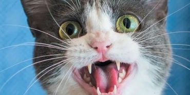 kedi-miyavlamasi.jpeg