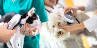 kedi-ve-kopek-mikrocip.jpg