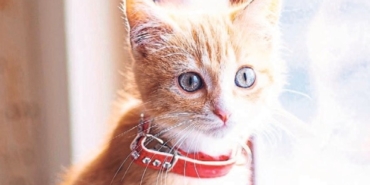 kediler-erkeklere-iki-kat-fazla-miyavliyor-1765559681253.jpeg