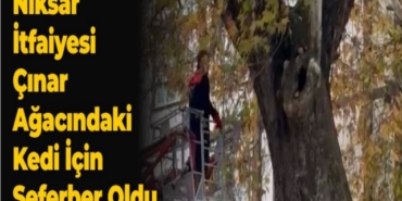 niksar-itfaiyesi-cinar-agacindaki-kedi-icin-seferber-oldu-7974-m.jpg