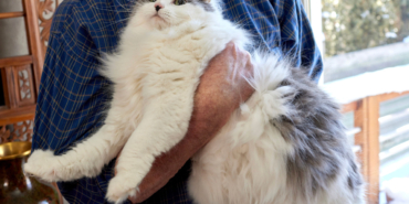 pets-weight-loss-drugs-2-svkr.jpg