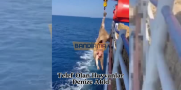 telef-olan-hayvanlar-denize-atildi_693688fc7392f.png