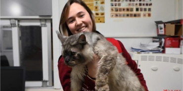 yalova-belediyesi-veteriner-isleri-mudurluk-maine-coon-erkek-cins-kedi-sahiplendirme-6.jpeg