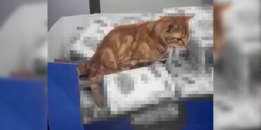 zincir-markette-mide-bulandiran-goruntu-kedi-un-paketlerinin-uzerine-tuvaletini-yapti-1751825_202512.jpeg