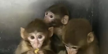denetimde-ele-gecirilen-3-makak-maymunu-korum-19455844_amp.jpg