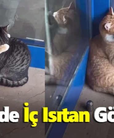 ereglide-ic-isitan-goruntu.jpg
