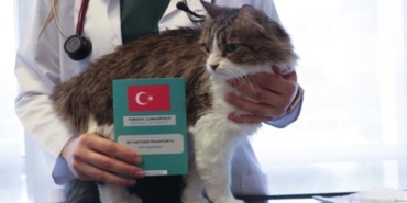 evcil-hayvan-sahiplerine-son-uyari-sure-doluyor-1765698435.jpg