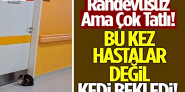 kedi-3.jpg