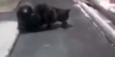 kedi-firin-tezgahin-uzerinde-fareyle-oynadi-19476505_4476_amp.jpg