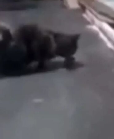 kedi-firin-tezgahin-uzerinde-fareyle-oynadi-19476505_4476_amp.jpg