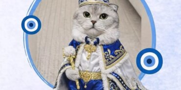 kedi-sahibinden-sunnet-konseptli-kisirlastirma-19405227_4321_amp.jpg