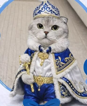 kedi-sahibinden-sunnet-konseptli-kisirlastirma-19405227_4321_amp.jpg
