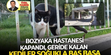 kediler.jpeg