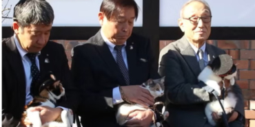 kediler-istasyon-sefi-oldu-turistler-akin-ediyor-qbuy.jpg
