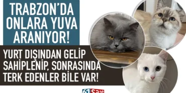 y-u-v-a-1.webp.webp