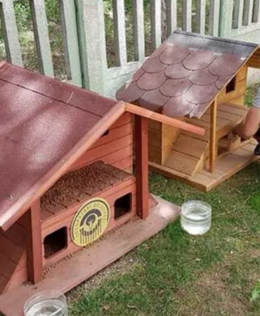 kedi-evi.png
