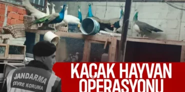 sakarya-da-kacak-hayvan-operasyonuynvlrxk1b09ra3f.webp.webp