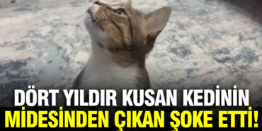 dort-yildir-kusan-kedinin-midesinden-buzdolabi-vakumu-cikti-9fio.jpg
