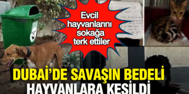 dubaide-savasin-bedeli-hayvanlara-kesildi-evcil-hayvanlarini-sokaga-terk-ettiler-z2ss.jpg
