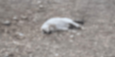 eskisehir-kedi-1.png