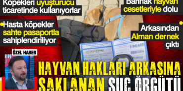 hayvan-haklari-arkasina-saklanan-suc-orgutu-kopekleri-uyusturucu-ticaretinde-kullaniyorlar-9eoi.jpg