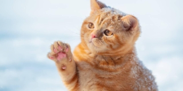kedi-1500916.jpg