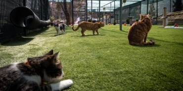 kedi-oyun-bahcesi-2447706.jpg
