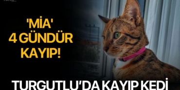 turgutluda-kayip-kedi-mia-4-gundur-kayip_69c4d6adebdca_h.jpg