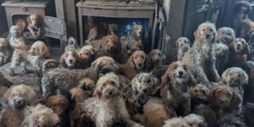 2026-04-09-evde-250-kopek-bulundu-RSPCA-2.jpg