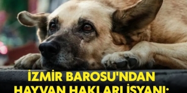 Izmir-Barosu-ndan-hayvan-haklari-isyani-Yok-etme-politikasi-595PR-385939_man_big.jpg